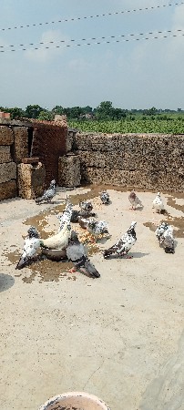 જોડી પણ વેચવાની ને એક સાથે પણ વેચવ