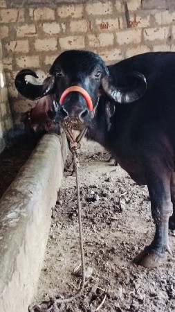 ભેંસ વેચવાની છે
