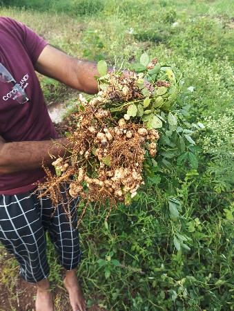 લીલી મગફળી  ઓળા ની વેચવાની છે