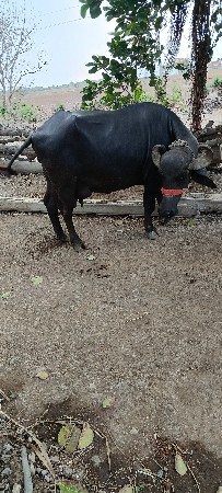 ભેંસ વેચવાની છે