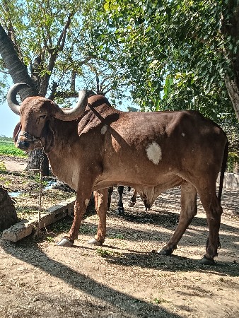બળદ