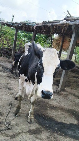 ગાય વેચવાની સે