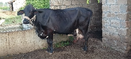 બે ગાયુ વેસવાની છે