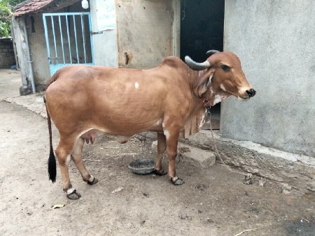 ગાય વેશવાની છે