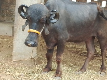 આ ખરેલું વેચવાનું છે
