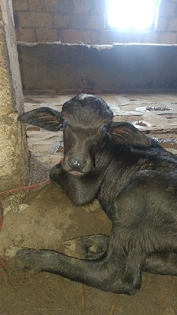 પાડો વેચવાનો છે