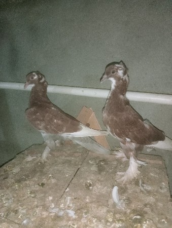 કબુતર વેચવાના છે