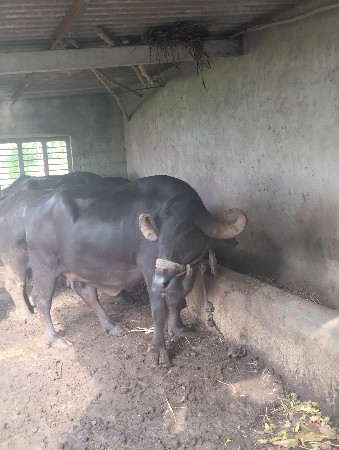 જાફરાબાદી ભેંસ