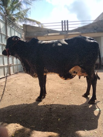 for sell cow.