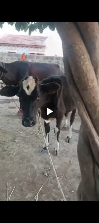 જરશી વાછડી