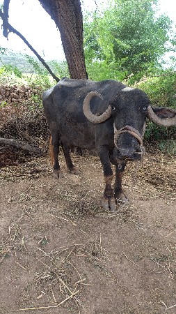 ક