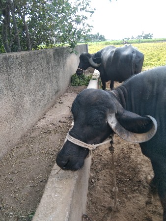 ભેંસ વેચવાની છે