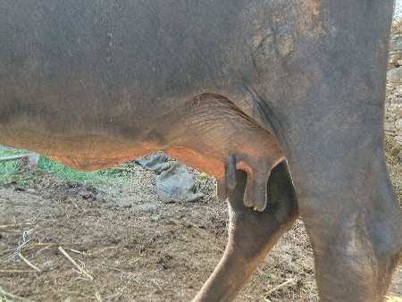 આ ભેંશ વેશવાની છે વેતર ત્રીજું