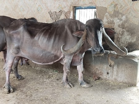 ભેંશ વેસવાની છે,