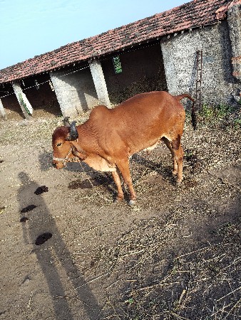 બળધ વેચવાનો છે