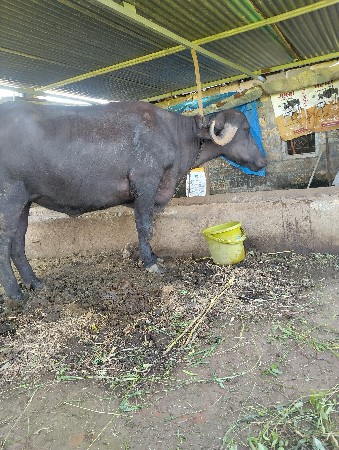 ભેસ