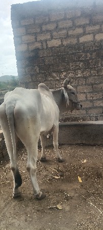 2 વાવની