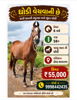 Ghodi for sell
