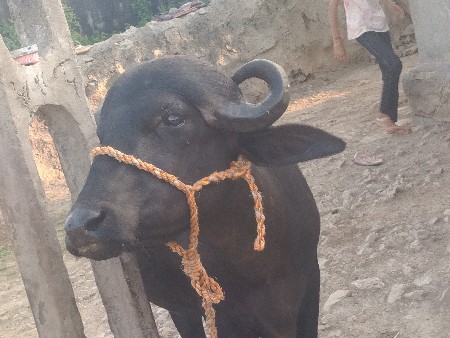 પાડો વેચવાનો છે