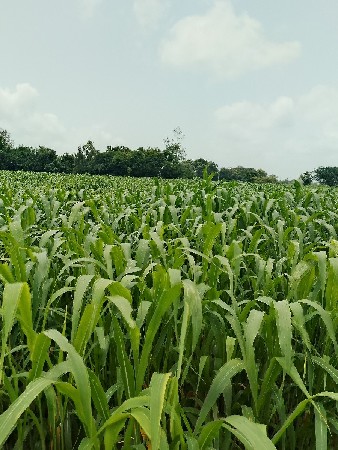 જવાર વેચવાની છે