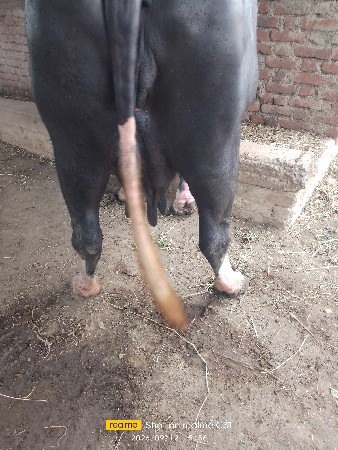 ભેશ