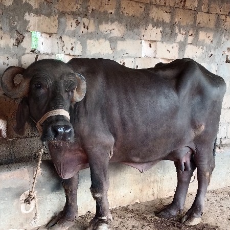 આ ભેંસ વેચવાની છે