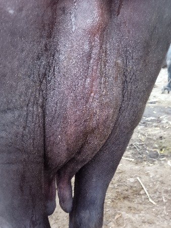 ૧૫ દીવસ ની વીહાણેલી ૬ ૬ લીટર દૂધ