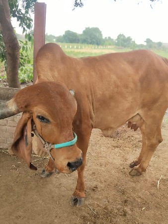 ગાય વેચવાની
