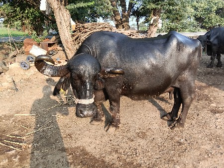 ભેંસ વેચવાની છે