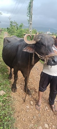 બાર દિવસની કાશી