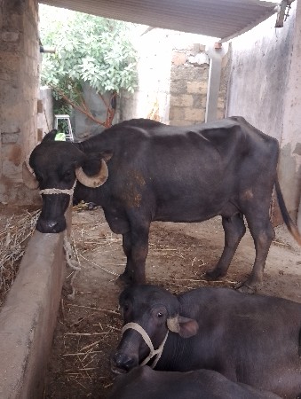 ભેંશ વેચવાની છે