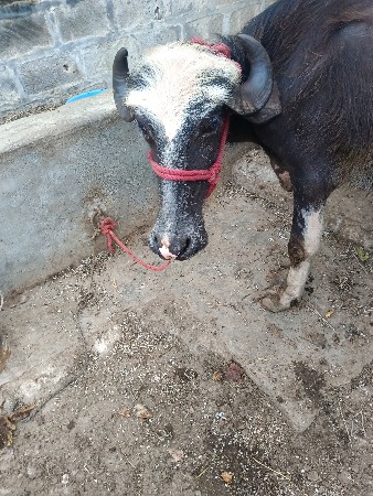 ભગરી ખરેલી વેચવાની છે