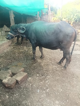 ભેંસ વેચવાની છે