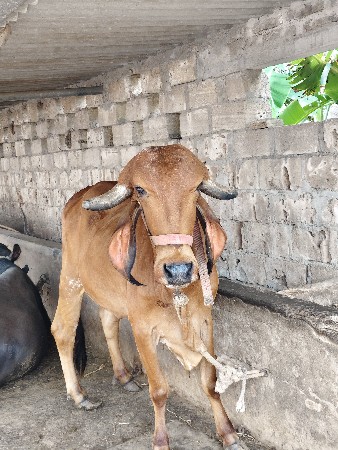 vechvani che