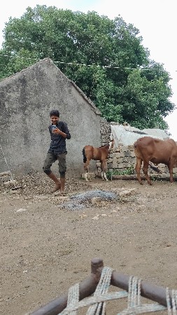 વસેરી વેસવાનીસે