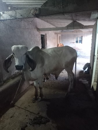 એક ખુટ
