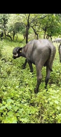 pado