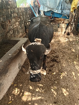 ૧ કાચી મહિના