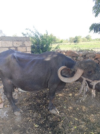 9898944221 આ નંબર પર ફોન કરવો