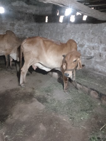 ગાય વેચવા ની છે