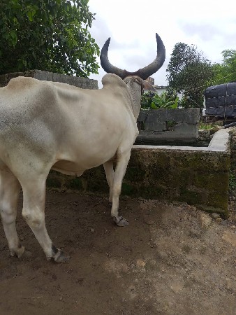 બળદવેચવાનોછે
મો9924064374