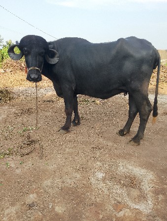 ભેંસ વેચવાની છે