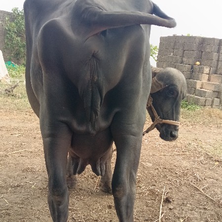 આ ભેંસ વેચવાની છે