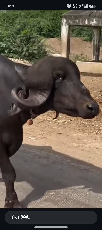 ભેંશ લેવા ની વેચવાની છે