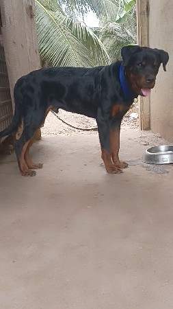 Rottweiler male