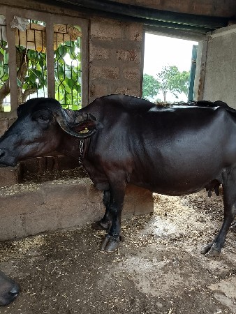 ભેંસ વેચવાની છે