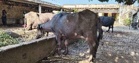 ખળેલી વેચવાની છે