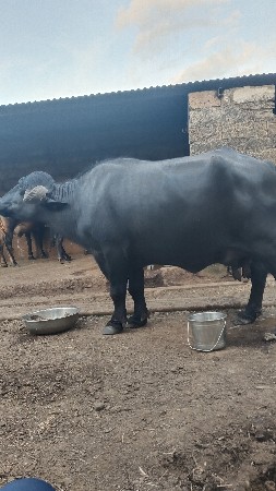 ભૈસ વેચવાની છે