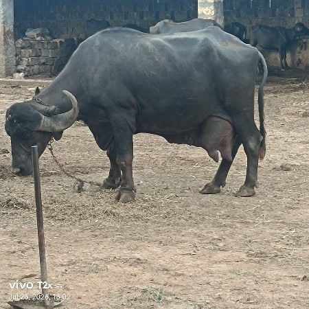 ભેંસ vesvani સે