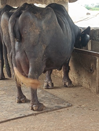 બે ભેંશ  વેચવનીશે